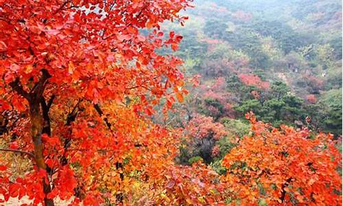 北京香山公园在哪_北京香山公园在哪个区