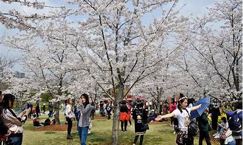 顾村公园樱花节2024年开幕_顾村公园樱花节2024年开幕图片