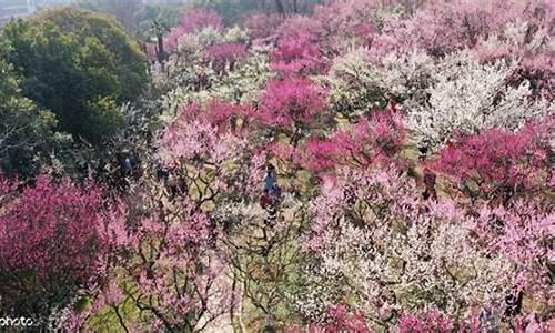 南京古林公园梅花_南京古林公园梅花开了吗今天