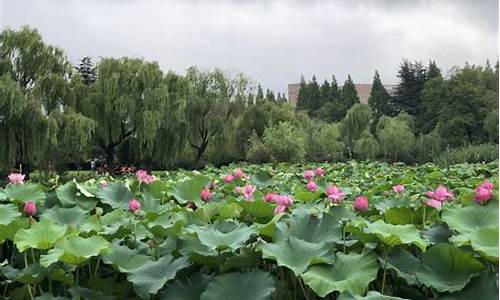 朝来森林公园 荷花池_朝来森林公园怎么样