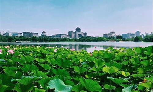 厦门莲花公园春满园餐厅_厦门莲花公园春满园餐厅电话