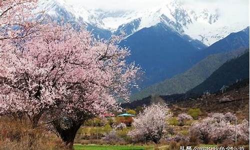 林芝景点海拔高度_林芝景点海拔高度是多少