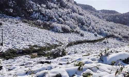 重庆到金佛山路线怎么走的_重庆到金佛山路线怎么走的啊